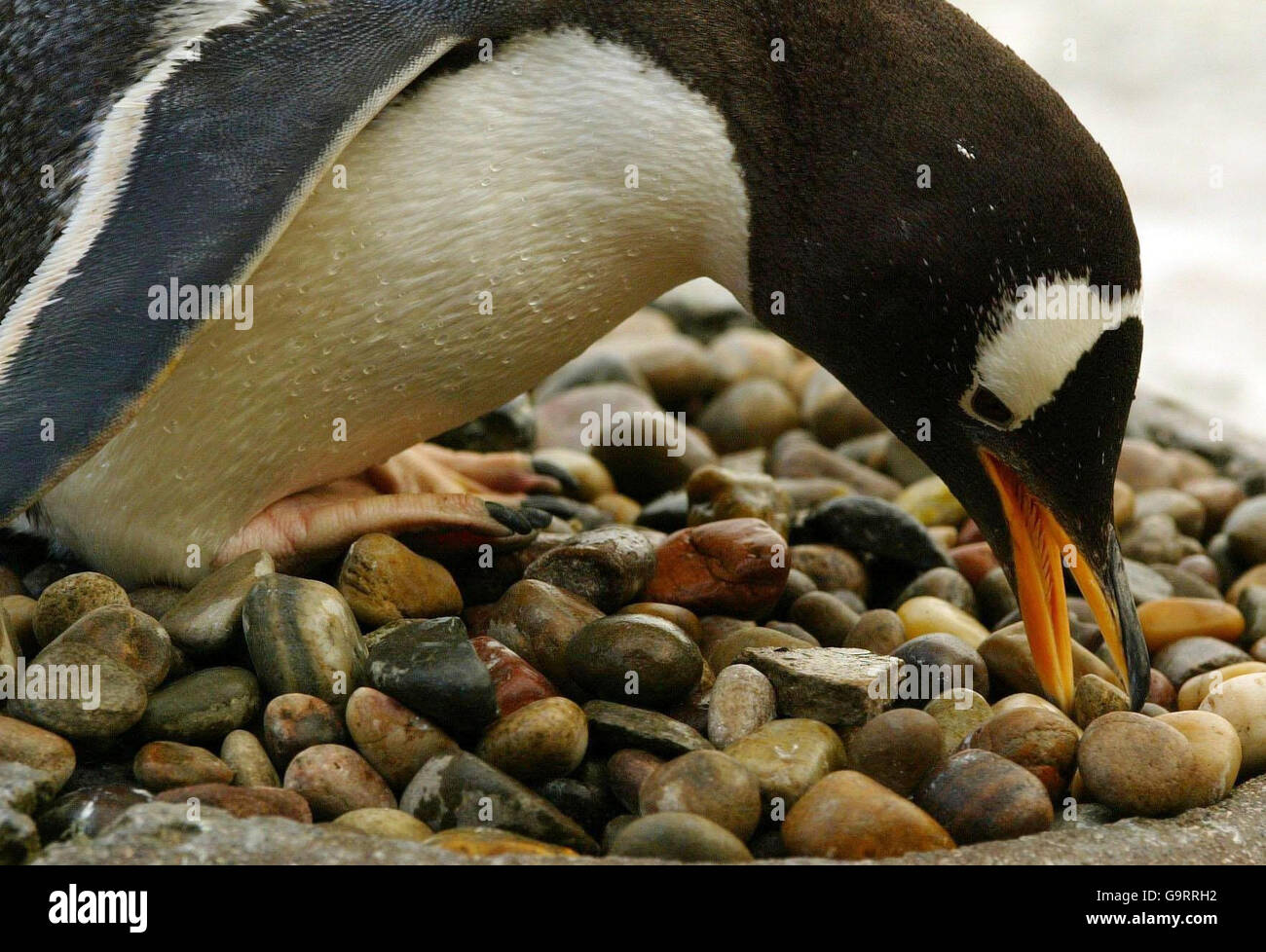 Die Gentoo-Pinguine im Edinburgh Zoo beginnen ihre Balzvorführungen, wobei das Männchen nach den glattesten Kieselsteinen sucht, die es seinem auserwählten Weibchen präsentieren kann, und die für die folgenden 4-6 Wochen andauern werden. Stockfoto