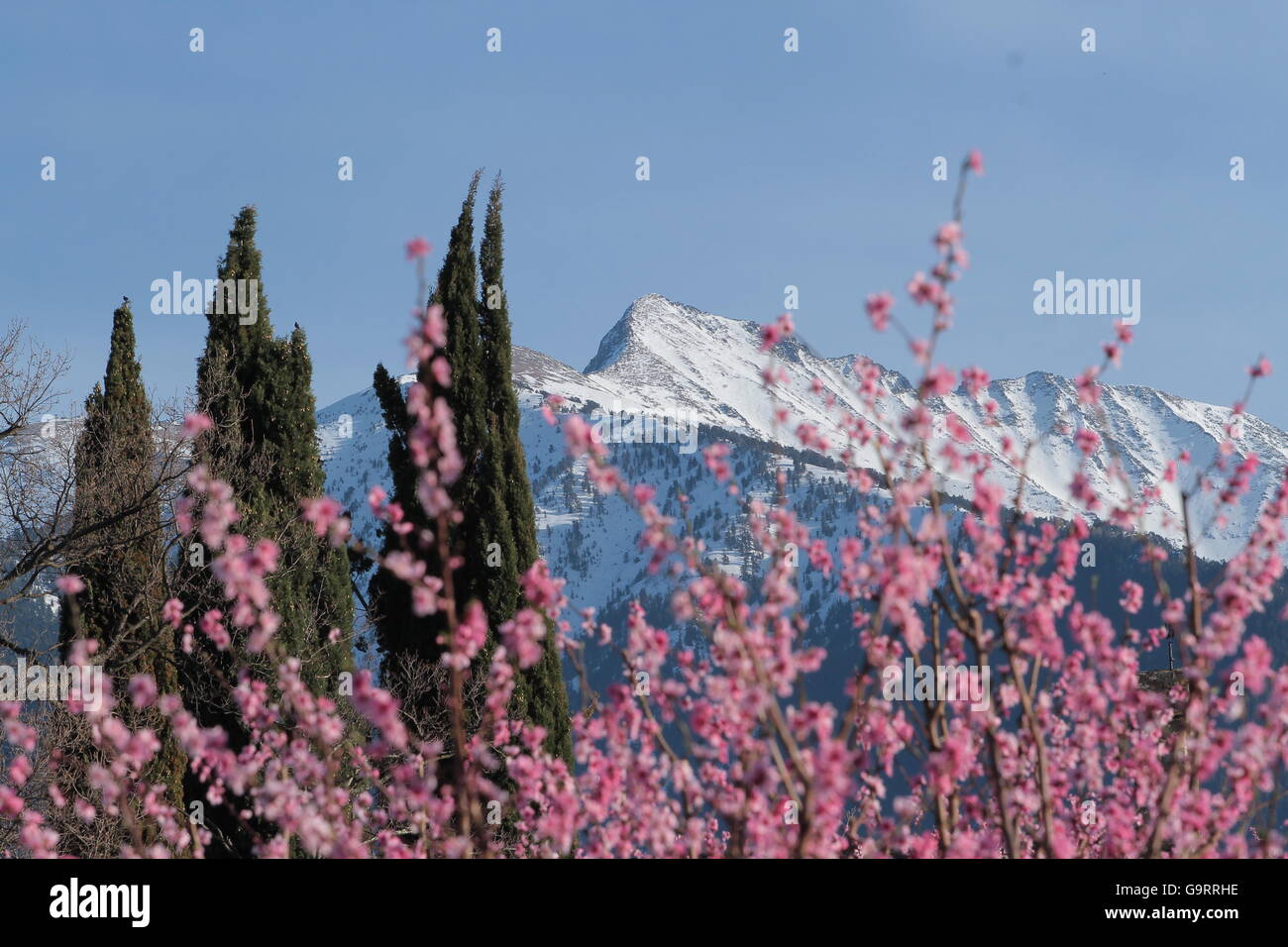 Berge mit Schnee und Blumen Stockfoto