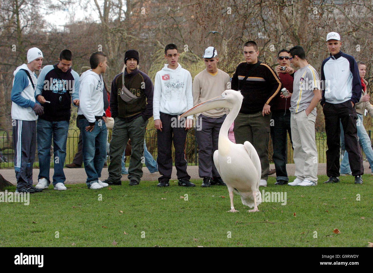 Ein Pelikan zieht die Aufmerksamkeit von Touristen an, die die frühe Frühlingssonne im St James's Park, London, genießen. Stockfoto