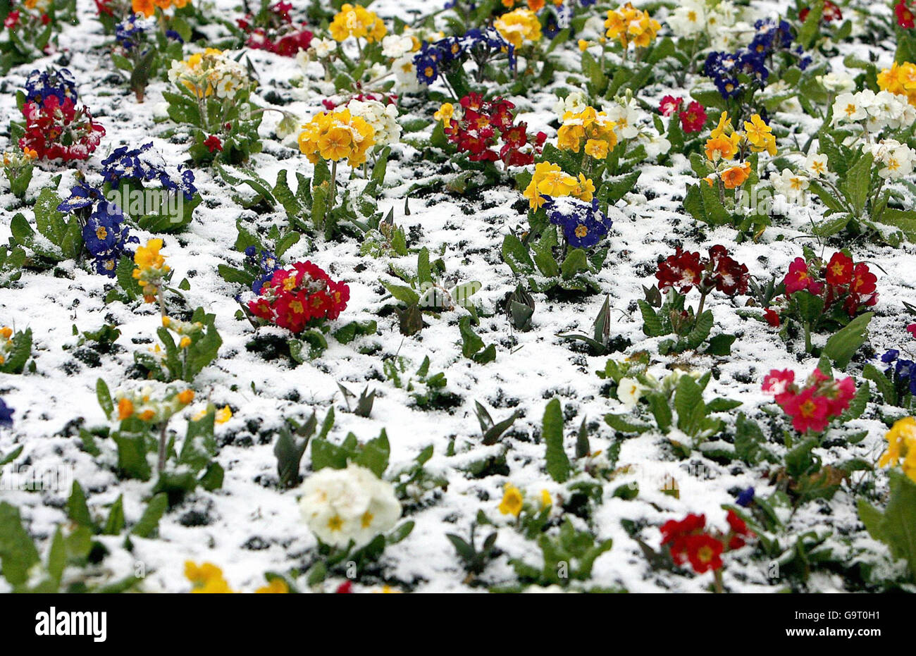 Der Frühling ist definitiv noch nicht angekommen, da die Blumen in Whitley Bay im Nordosten Englands mit Schnee bedeckt sind. Stockfoto