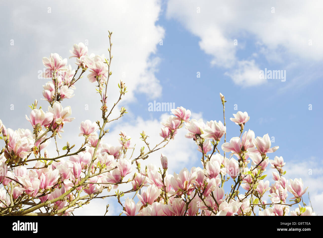 Magnolia Blossom vor blau und bewölkten Frühlingshimmel Stockfoto