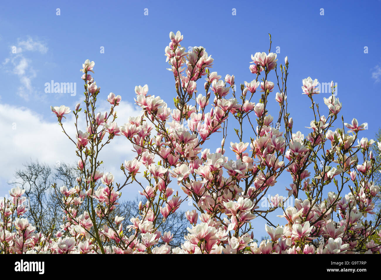 Magnolia Blossom vor blau und bewölkten Frühlingshimmel Stockfoto