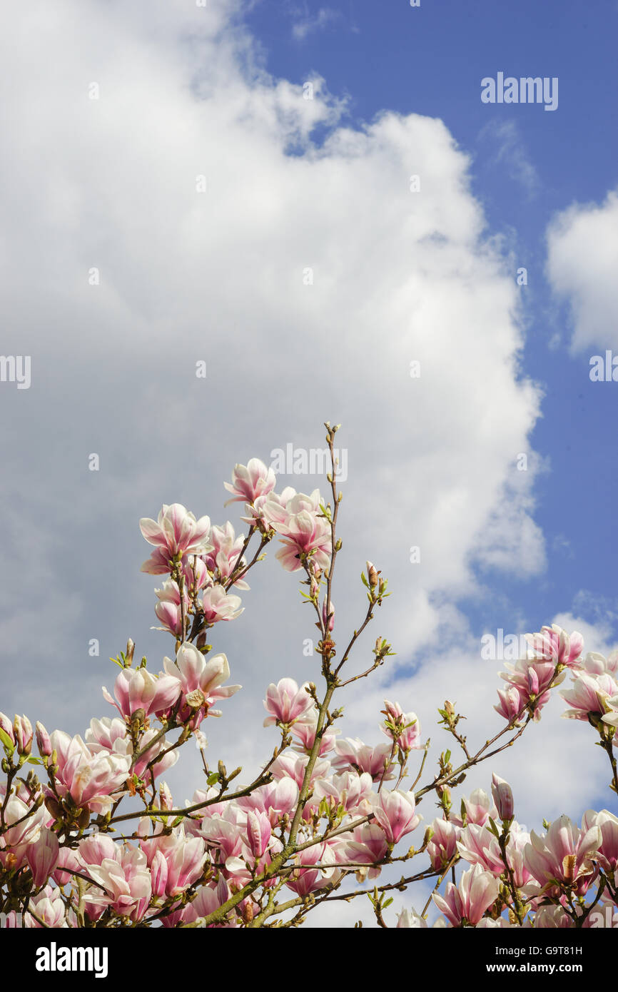 Magnolia Blossom vor blau und bewölkten Frühlingshimmel Stockfoto