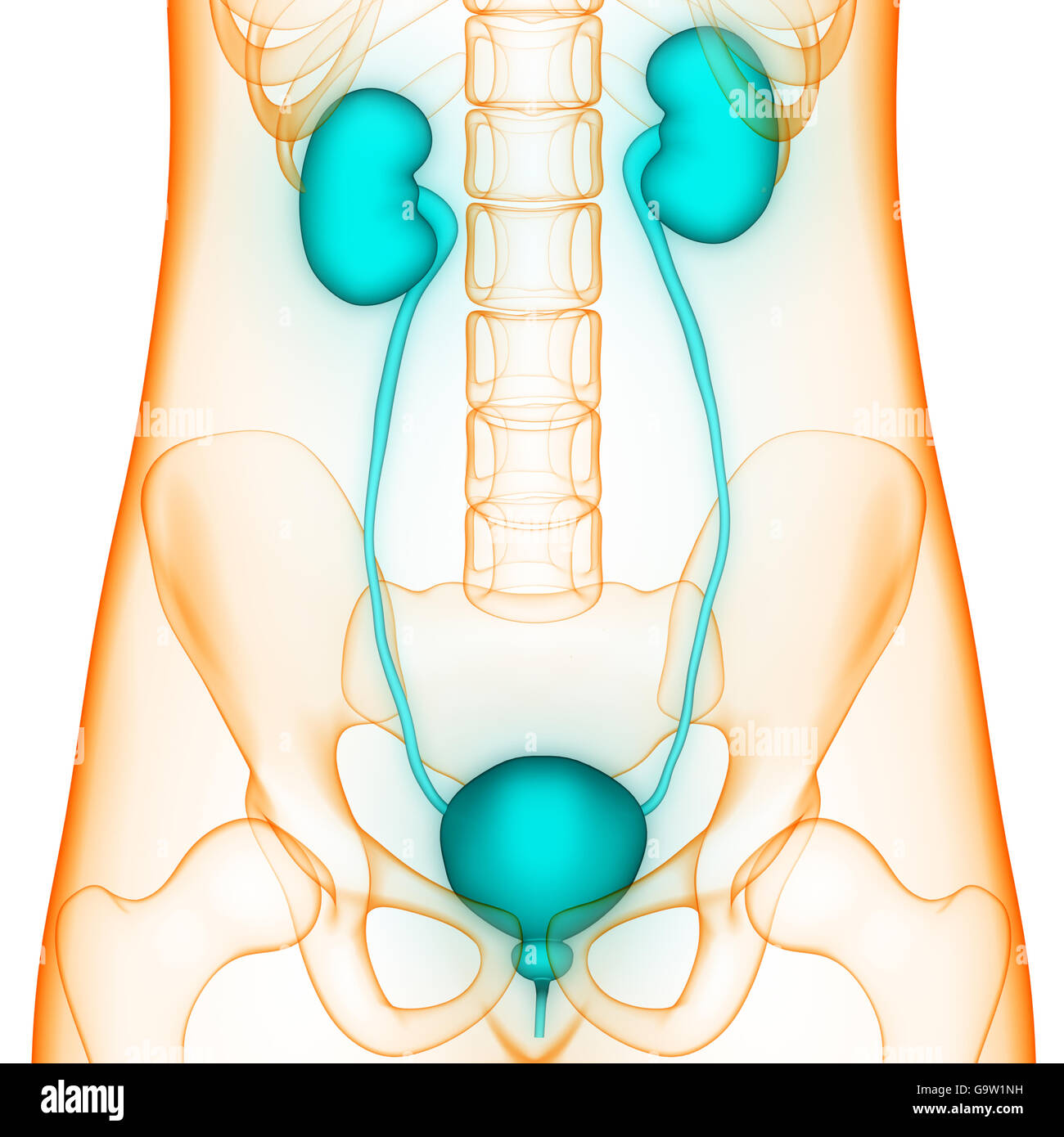 Menschlichen Harnwege Nieren und Harnblase Anatomie Stockfotografie - Alamy