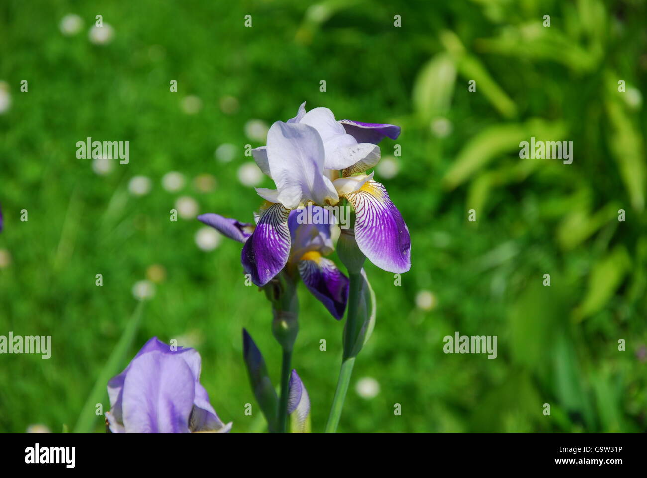 Iris Blume, Iris barbata Stockfoto