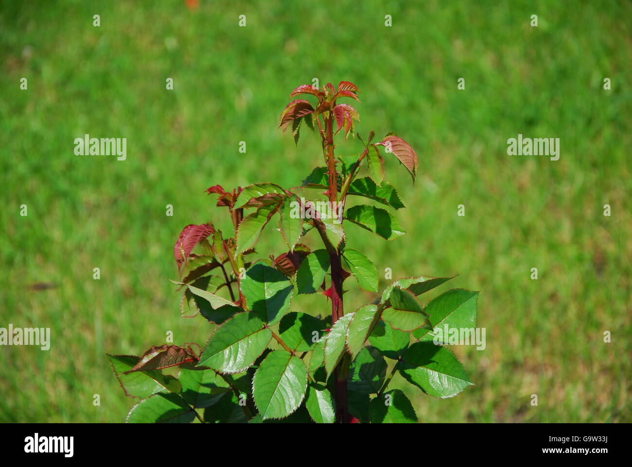 Grüne Blätter Rosen, rosa Stockfoto