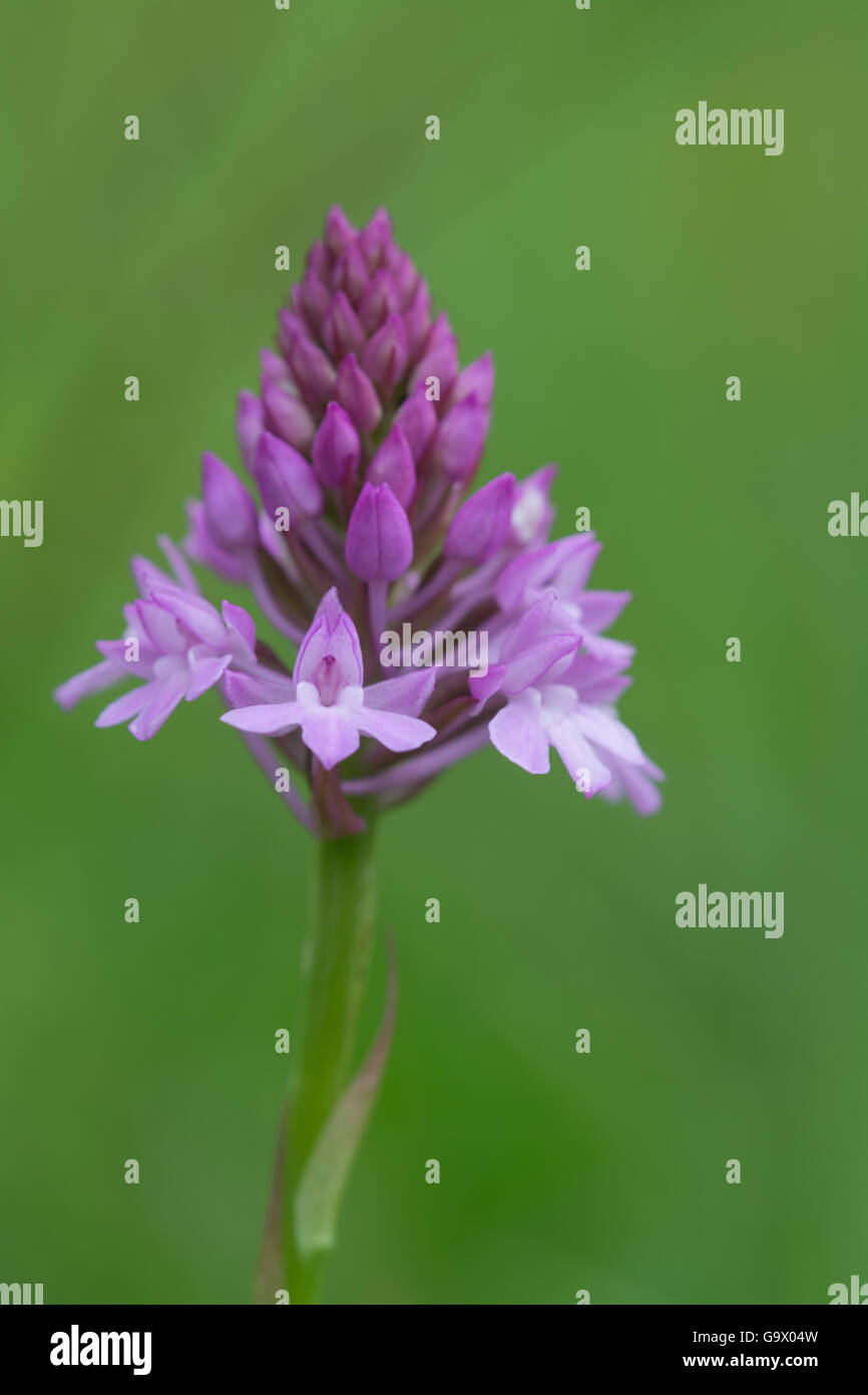 Nahaufnahme der pyramidalen Orchidee (Anacamptis pyramidalis), UK Stockfoto