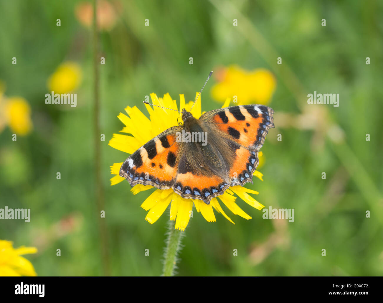 Schmetterling kleiner Fuchs (Aglais Urticae) gelbe Wildblumen in Hampshire, England Stockfoto