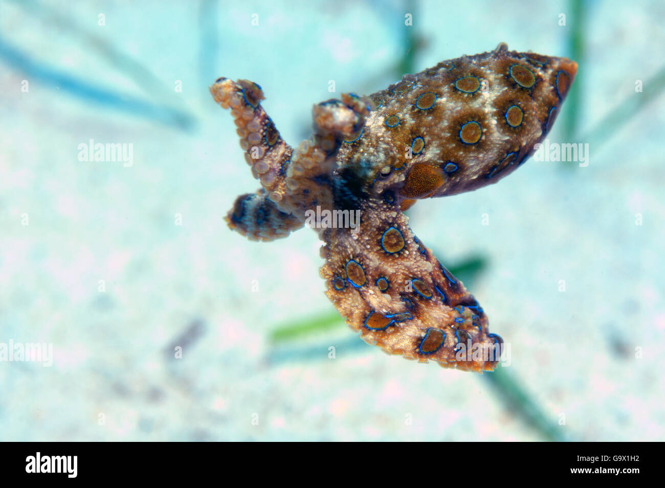 mehr blau-beringte Krake, Cabilao, Visayas, Philippinen, Asien / (Hapalochlaena Lunulata) Stockfoto