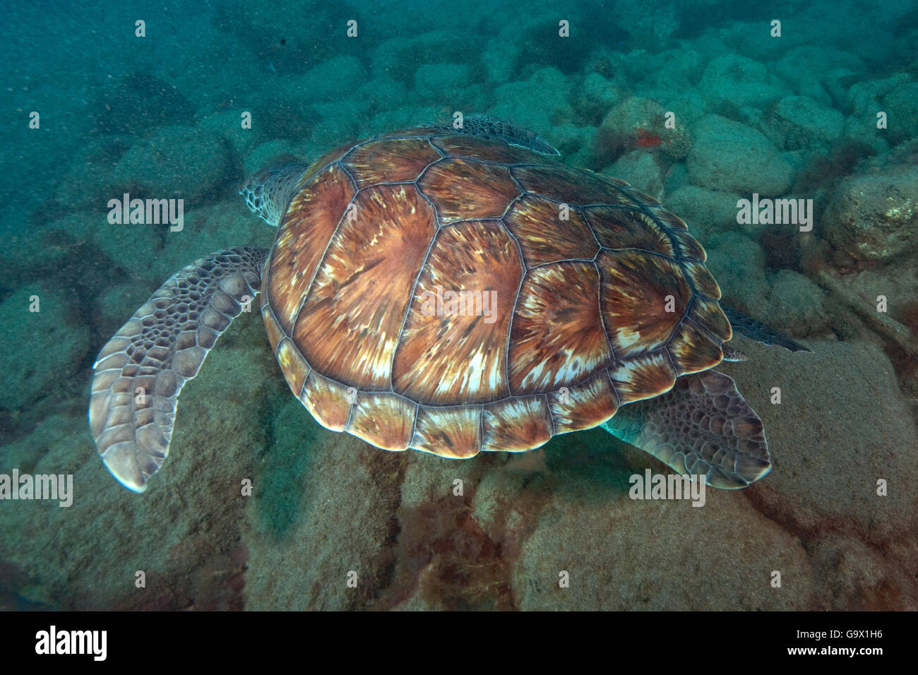 echte Karettschildkröte, Kanarische Inseln, Spanien, Europa, Atlantik / (Eretmochelys Imbricata) Stockfoto