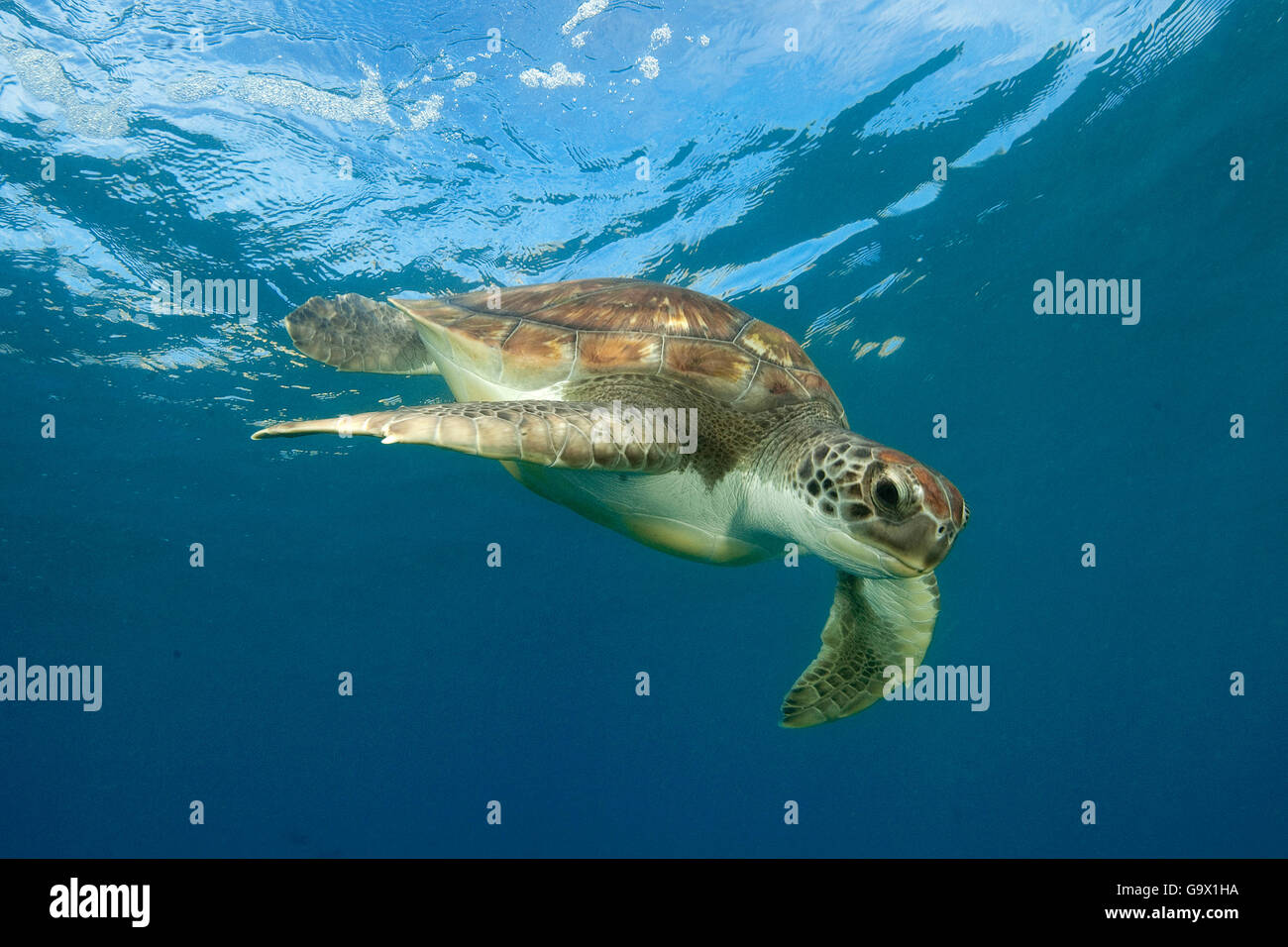 echte Karettschildkröte, Kanarische Inseln, Spanien, Europa, Atlantik / (Eretmochelys Imbricata) Stockfoto