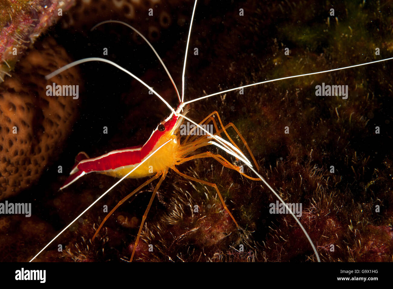 Scharlach-Reinigung Garnelen gestreift, rot unterstützt Reinigung Garnelen, Red-backed Putzergarnelen, Scarlet Lady Garnelen, Kanarische Inseln, Spanien, Europa, Atlantik / (Lysmata Grabhami) Stockfoto