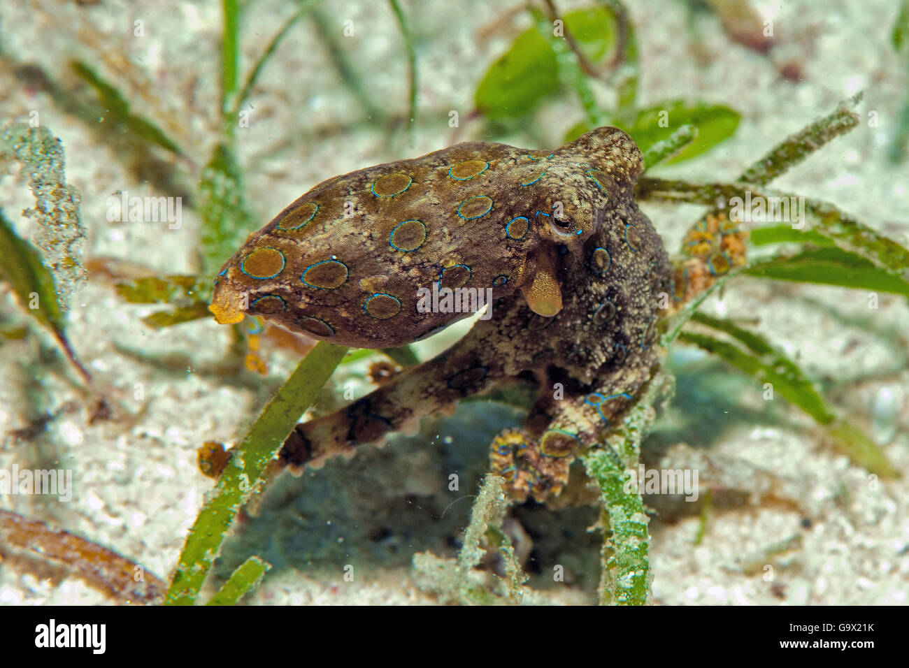 mehr blau-beringte Krake, Cabilao, Visayas, Philippinen, Asien / (Hapalochlaena Lunulata) Stockfoto