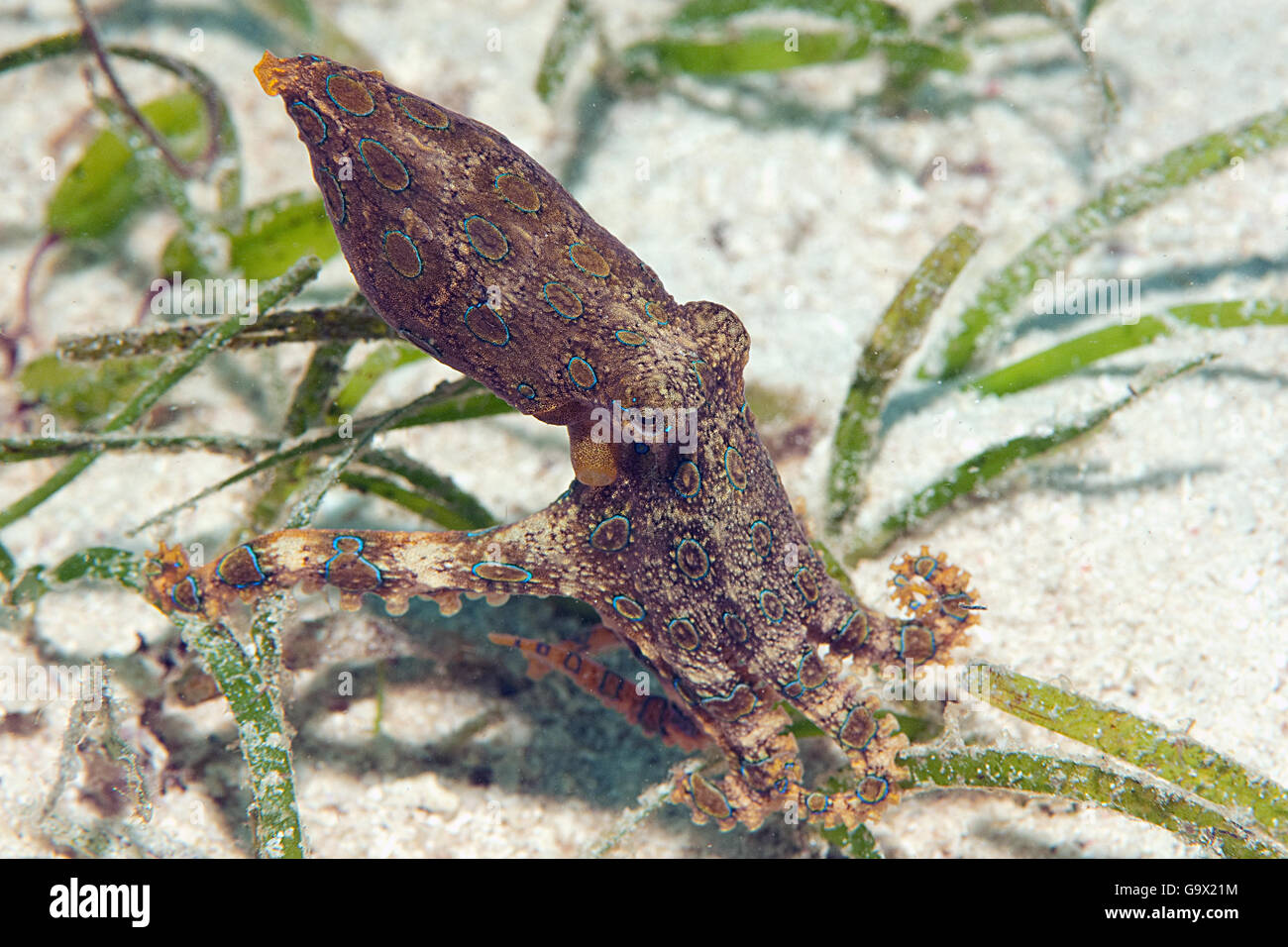 mehr blau-beringte Krake, Cabilao, Visayas, Philippinen, Asien / (Hapalochlaena Lunulata) Stockfoto