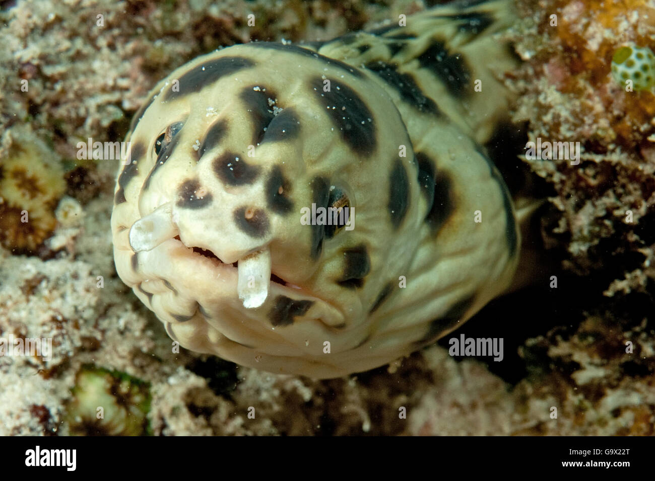 Entdeckt Schlange Aal, Mauritius, Afrika, Indischer Ozean / (Myrichthys Maculosus) Stockfoto