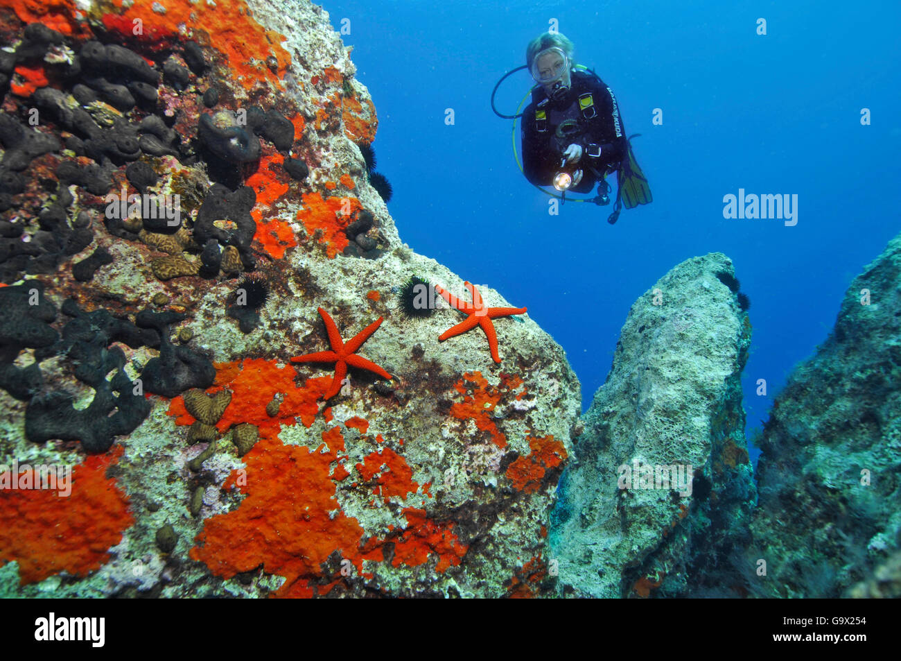 Taucher am Riff mit lila Seastar, sonnige Küste, Türkei, Asien, mediterran / (Ophidiaster Ophidianus) Stockfoto