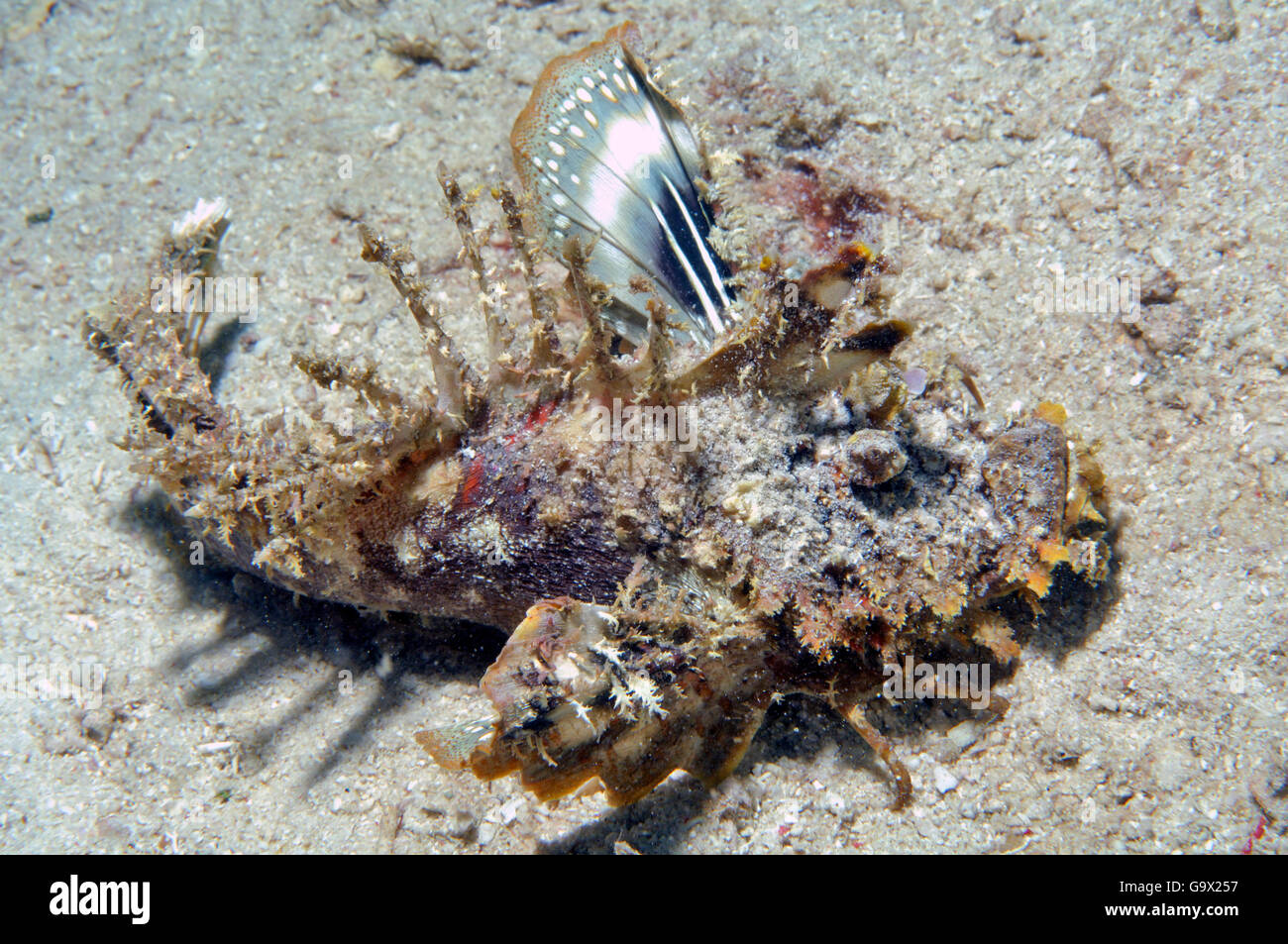 Filament finned Stinger, roten Meer Walkman, Venemous, Rotes Meer, Aqaba, Jordanien, Asien / (Inimicus Filamentosus) Stockfoto