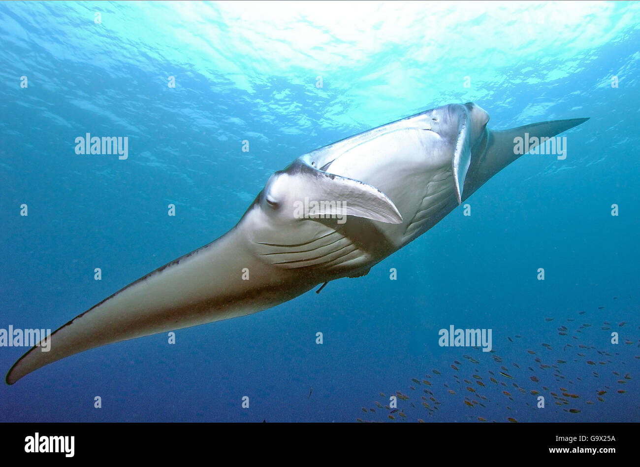 Mantaray, Manta, Ray, Teufels Strahl, Devilray (Manta Birostris) Stockfoto