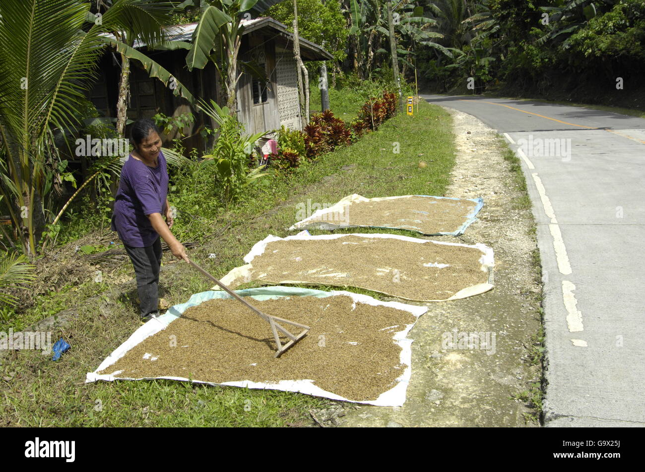 Frau Trocknen Reis bei Road, Mindoro Insel, Philippinen, Asien Stockfoto