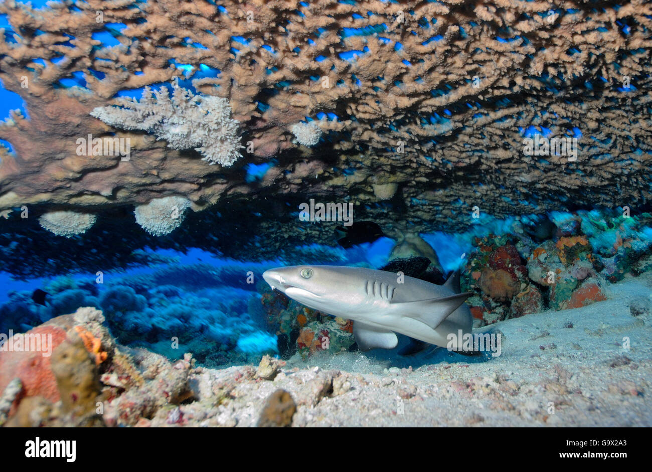Juvenile White tip Reefshark, Angarosh Reef, Sudan, Afrika, Rotes Meer / (Triaenodon Obesus) Stockfoto