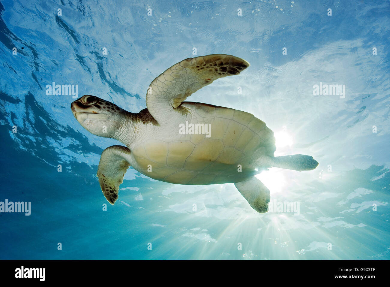 echte Karettschildkröte, Kanarische Inseln, Spanien, Europa, Atlantik / (Eretmochelys Imbricata) Stockfoto