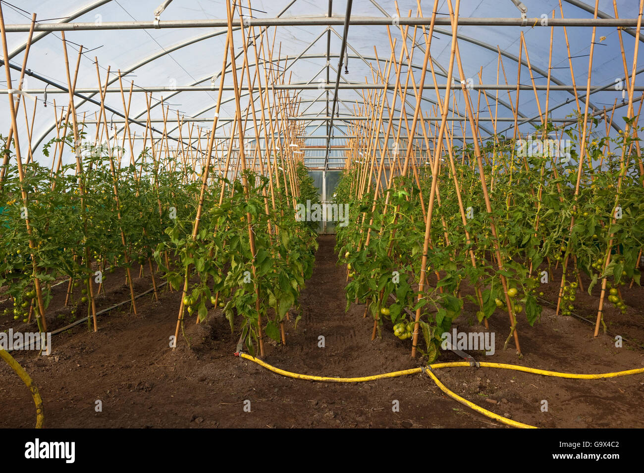 Bio-Tomaten wachsen auf Stöcke in einem Poly-Tunnel in eine Bio-Gärtnerei. Stockfoto