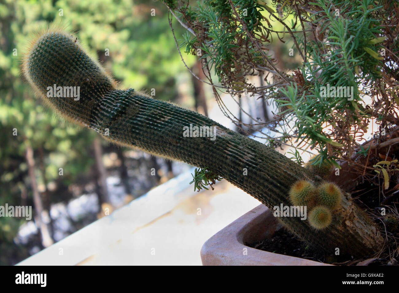 Große lange Kakteen und kleinen Kakteen wachsen in einem Topf auf dem Hof an einem sonnigen Tag Stockfoto