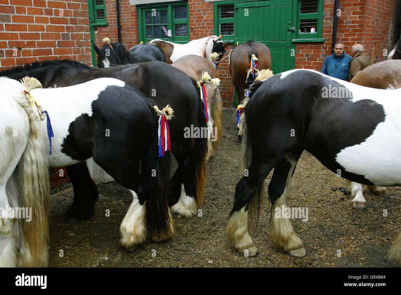 Ponys warten darauf, im jährlichen Wickham Horse Faire in der Nähe von Fareham, Hampshire, verkauft zu werden. Jedes Jahr kommen mehrere hundert Menschen, vor allem Roma-Zigeuner, in das ruhige Dorf, um ihre Pferde in einer Tradition zu handeln, die auf das 13. Jahrhundert zurückgeht, als es eine königliche Urkunde erhielt. Stockfoto