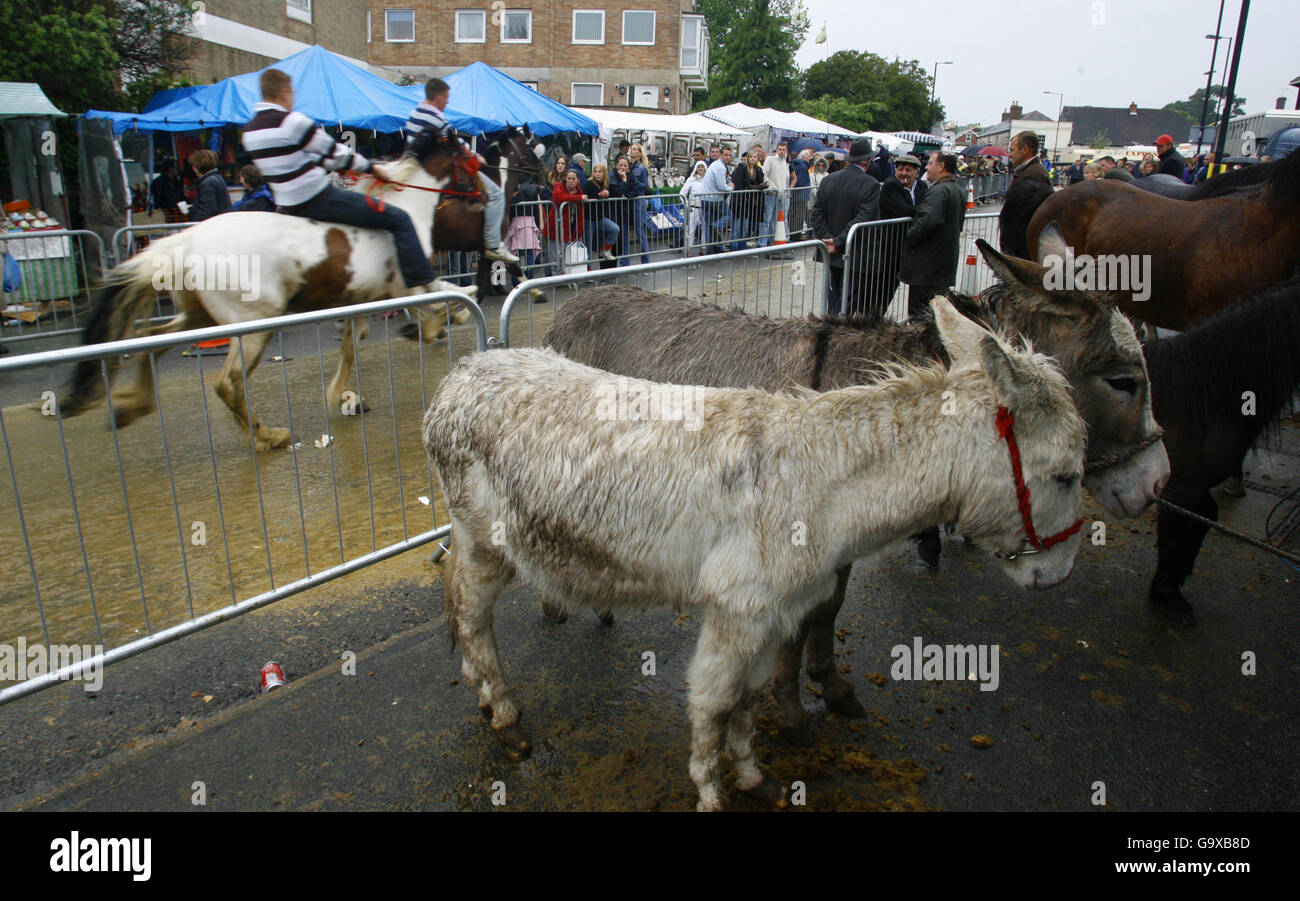 Esel und Ponys zum Verkauf im jährlichen Wickham Horse Fayre in der Nähe von Fareham, Hampshire. Jedes Jahr kommen mehrere hundert Menschen, vor allem Roma-Zigeuner, in das ruhige Dorf, um ihre Pferde in einer Tradition zu handeln, die auf das 13. Jahrhundert zurückgeht, als es eine königliche Urkunde erhielt. Stockfoto