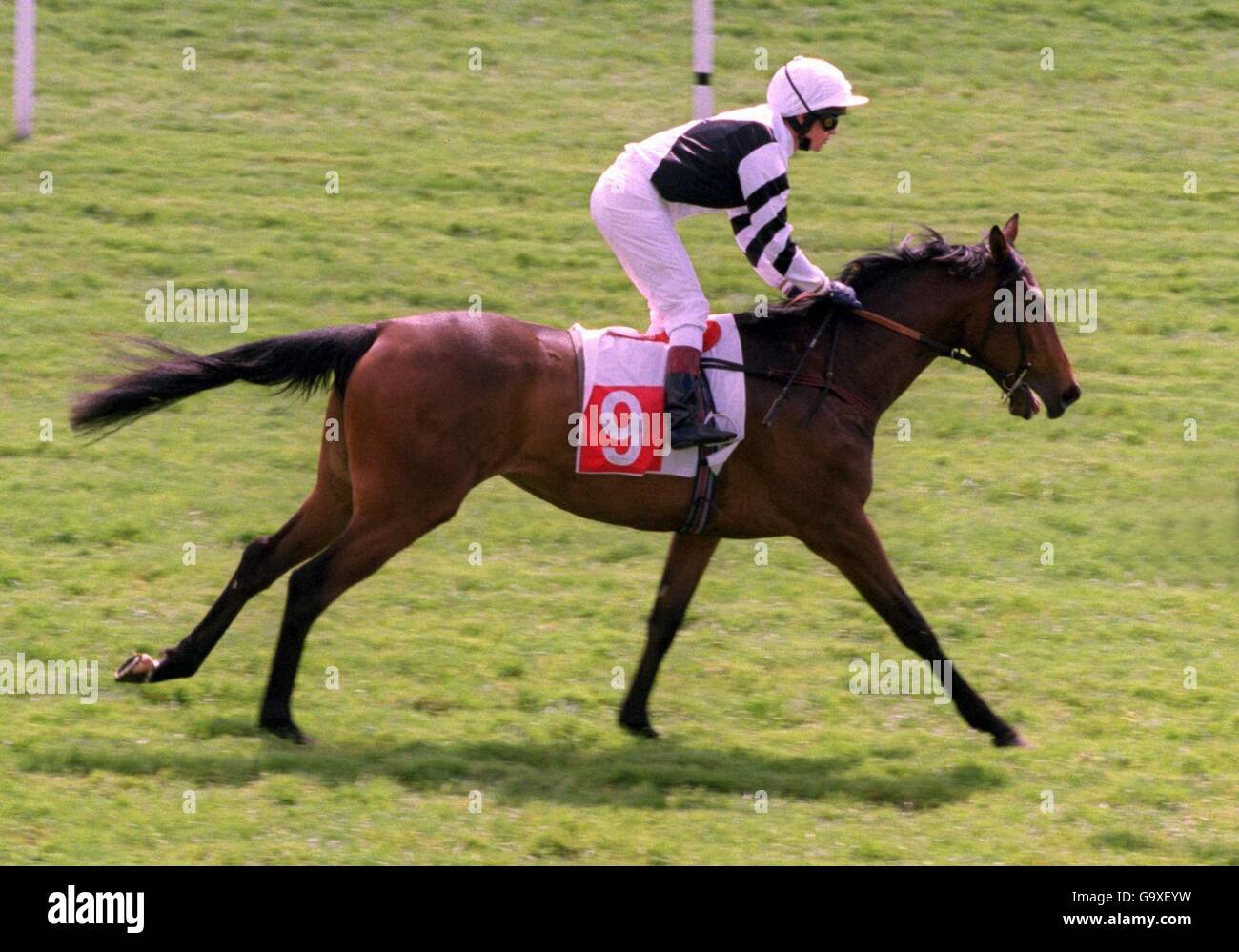 Pferderennen Sie-Newmarket Rennen Stockfoto