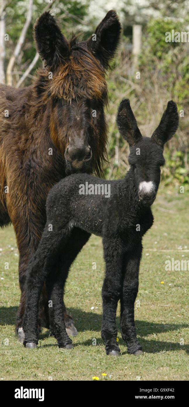 Tarka, ein seltener zwei Tage alter Poitou-Esel, mit seiner Mutter auf der Woodford Farm in Lymington, Hampshire. Stockfoto