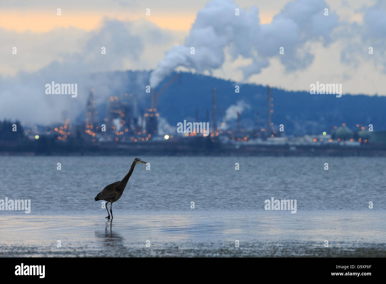 Great Blue Heron (Ardea Herodias) jagt die Untiefen des Gezeiten-Mündung in der Nähe eine Öl-Raffinerie. Peters Bay, Washington, USA. Febr Stockfoto