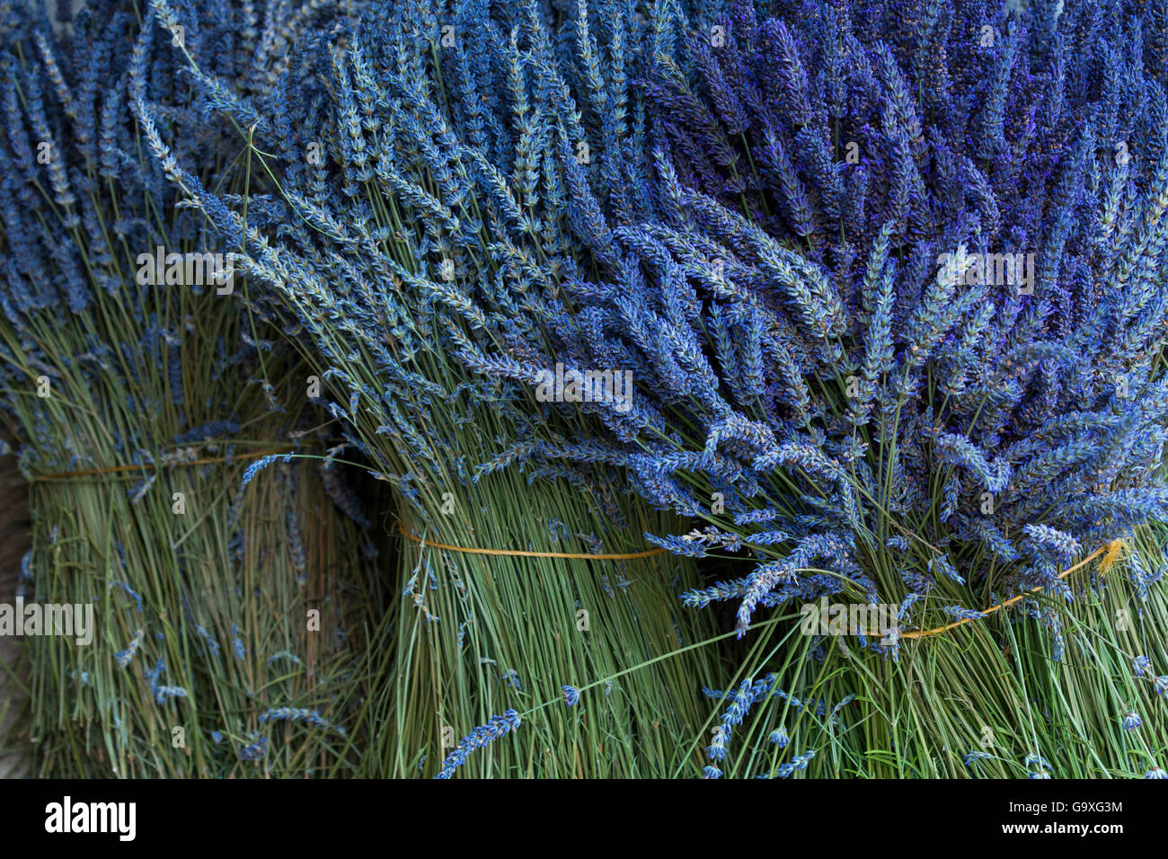 Getrockneten Lavendel (Lavendula) in bündeln, Plateau von Valensole, Alpes Haute-Provence, Frankreich, Juli. Stockfoto
