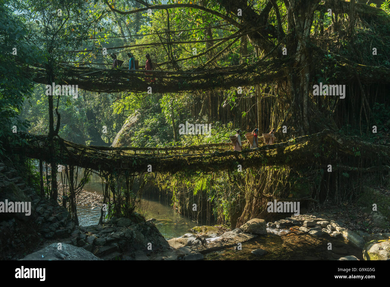 Doppelzimmer Wohnzimmer Root Bridge gebildet von den Wurzeln der Gummi Feigenbaum (Ficus elastischem). Durch die Khasi Stamm, Meghalaya, North East India, Oktober 2014. Stockfoto