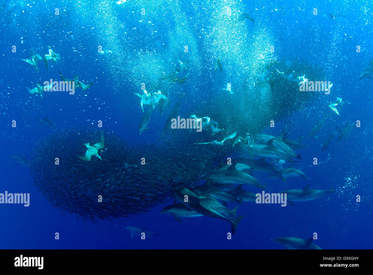 Cory Sturmtaucher (Calonectris Diomedea) Tauchen unter einer Masse von shoaling Fische um zu füttern, zusammen mit atlantische Fleckendelfine (S Stockfoto