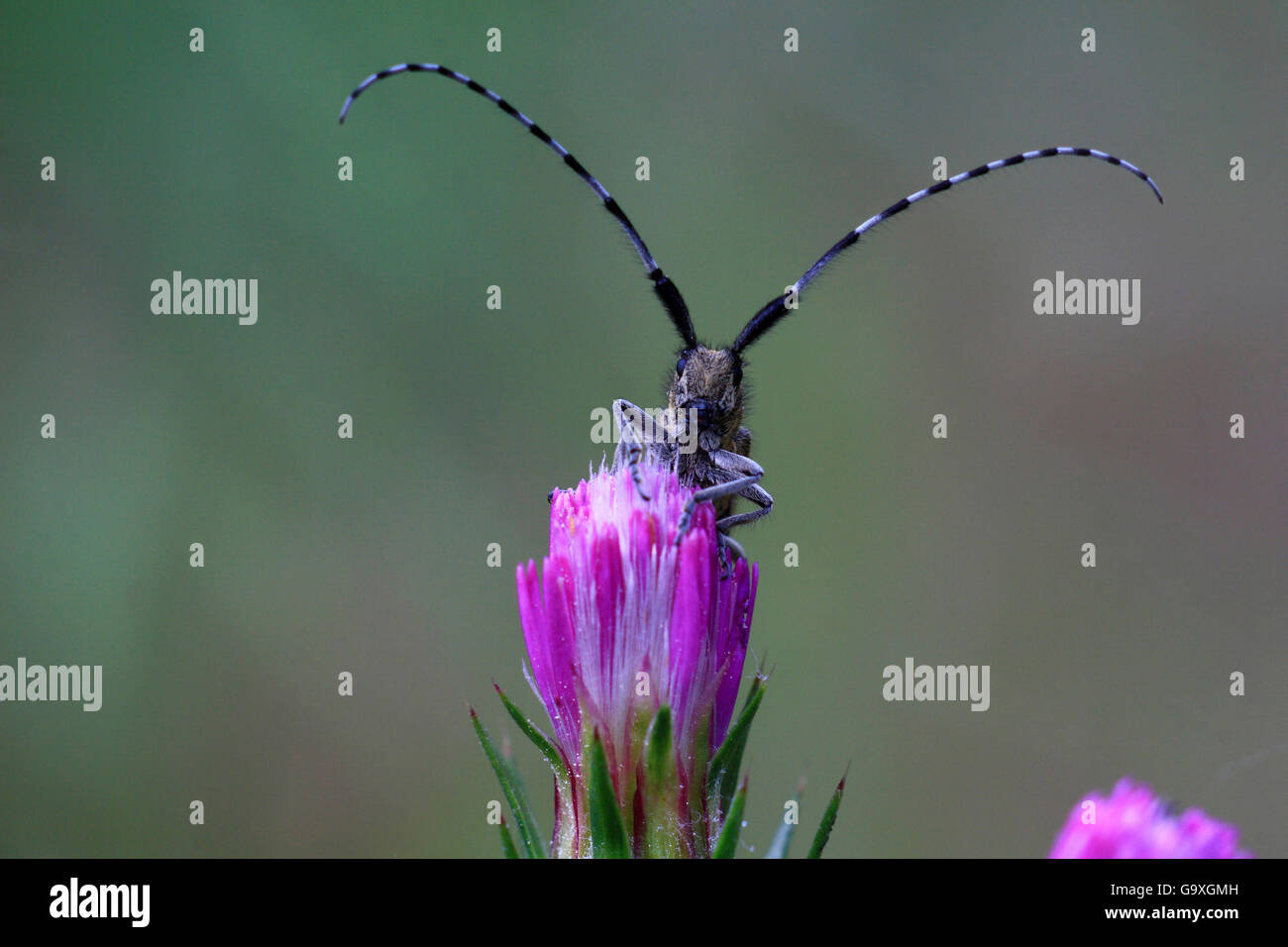 Goldene blühten grauen Longhorn (Agapanthia Villosoviridescens) ruht auf einer Blume, Var, Provence, Frankreich, Mai Stockfoto