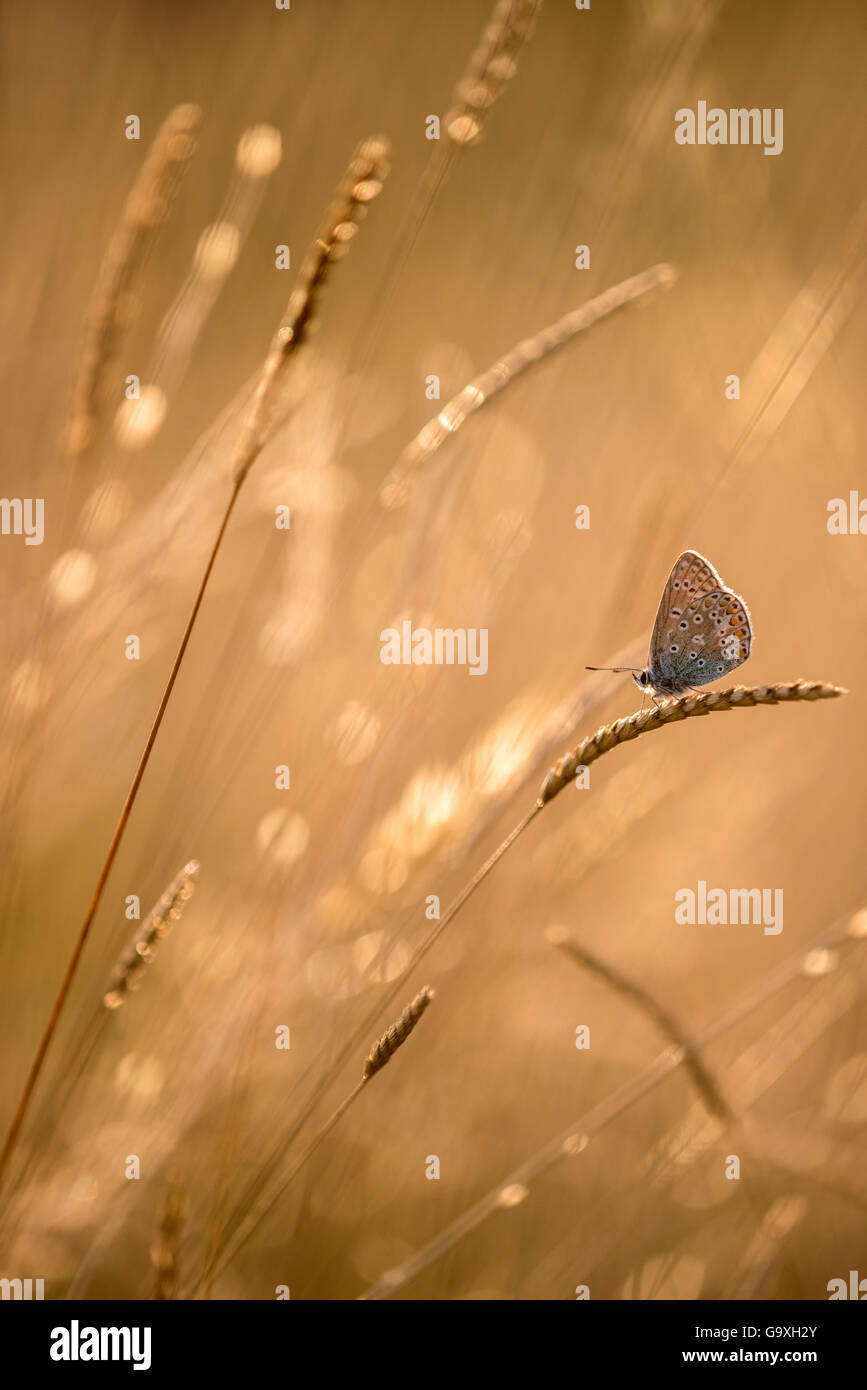 Gemeinsame blauer Schmetterling (Polyommatus icarus) ruht auf Gräsern bei Sonnenuntergang, Vealand Farm, Devon, Großbritannien. Juli. In der Kategorie der Ihrer Ansicht eine Ansicht Landschaft Fotograf des Jahres Wettbewerb Awards 2015 ausgezeichnet. Stockfoto