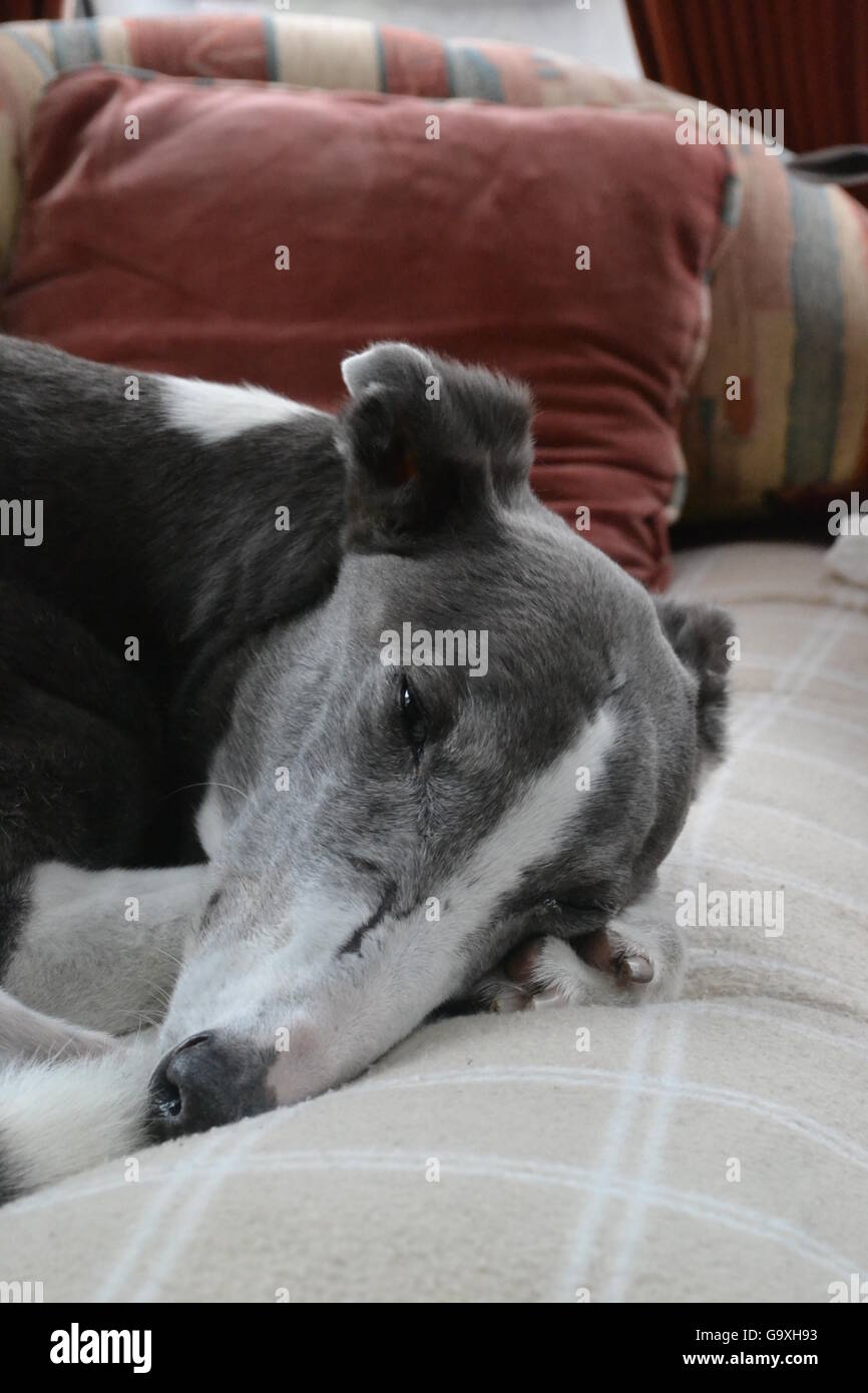 Ex-Rennen, grau weissen, Greyhound-Hund einschlafen Stockfoto