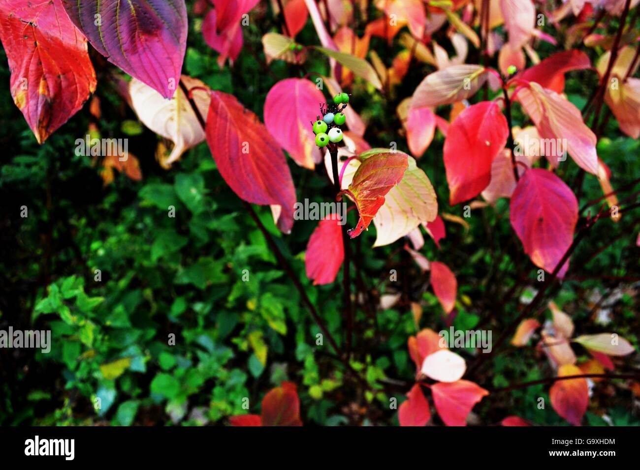 Aronia Pflanze, grüne Beeren, Blätter schön rot rosa Laub Stockfoto