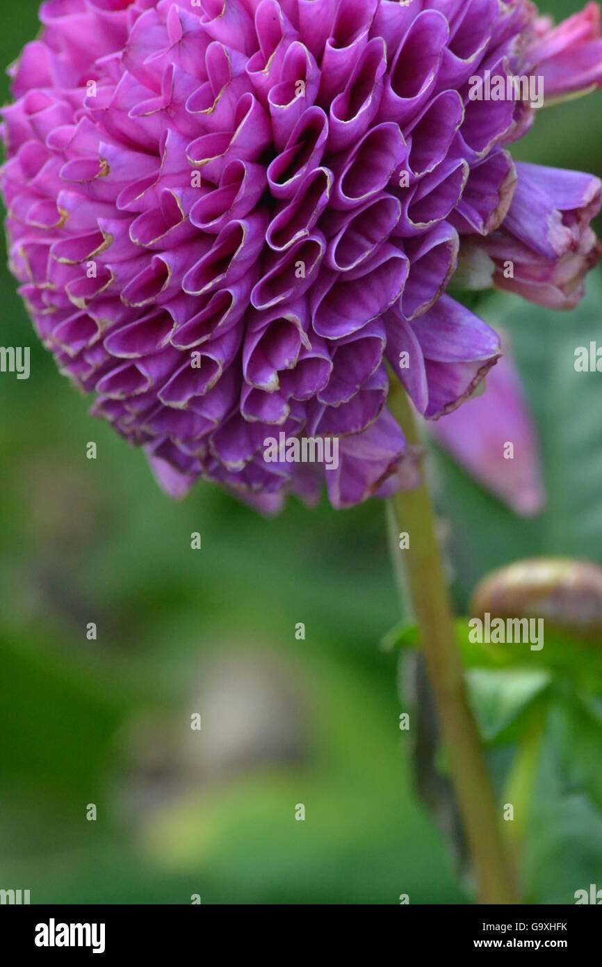 Helle single groß lila Blüte Blume, Makro, hohen Stamm Stockfoto