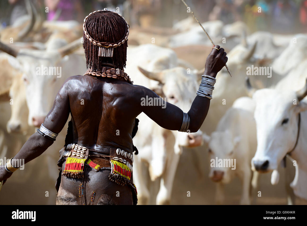Frau mit Stick am springenden der Bullen Hamer Zeremonie. Diese Hamer Zeremonie, ist ein Durchgang in die Männlichkeit für Hamer Jungen. Während der Zeremonie junge weibliche Angehörige der jungen gepeitscht werden betteln. Die tieferen ihre Narben, die mehr Liebe, die sie für ihre Jungen zeigen. Äthiopien, November 2014 Stockfoto
