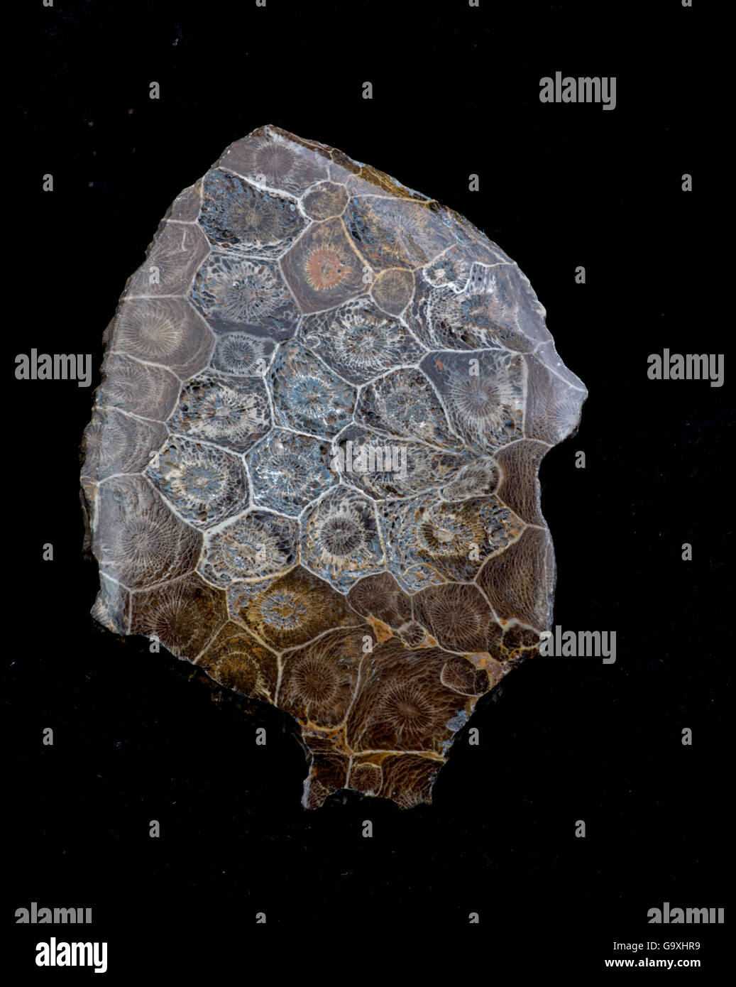 Fossile Korallen (Hexagonaria sp) Devon Periode von Südmarokko Stockfoto