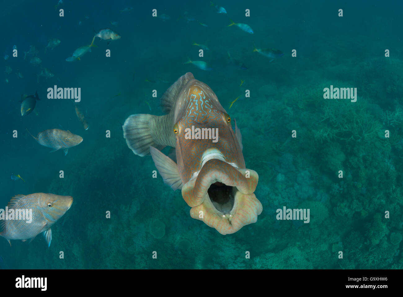 Napoleon lippfisch (Cheilinus undulatus) männlichen Erwachsenen mit Mund, Gähnen Verhalten offen, vielleicht eine Form der Kommunikation, Great Barrier Reef, Queensland, Australien. Stockfoto