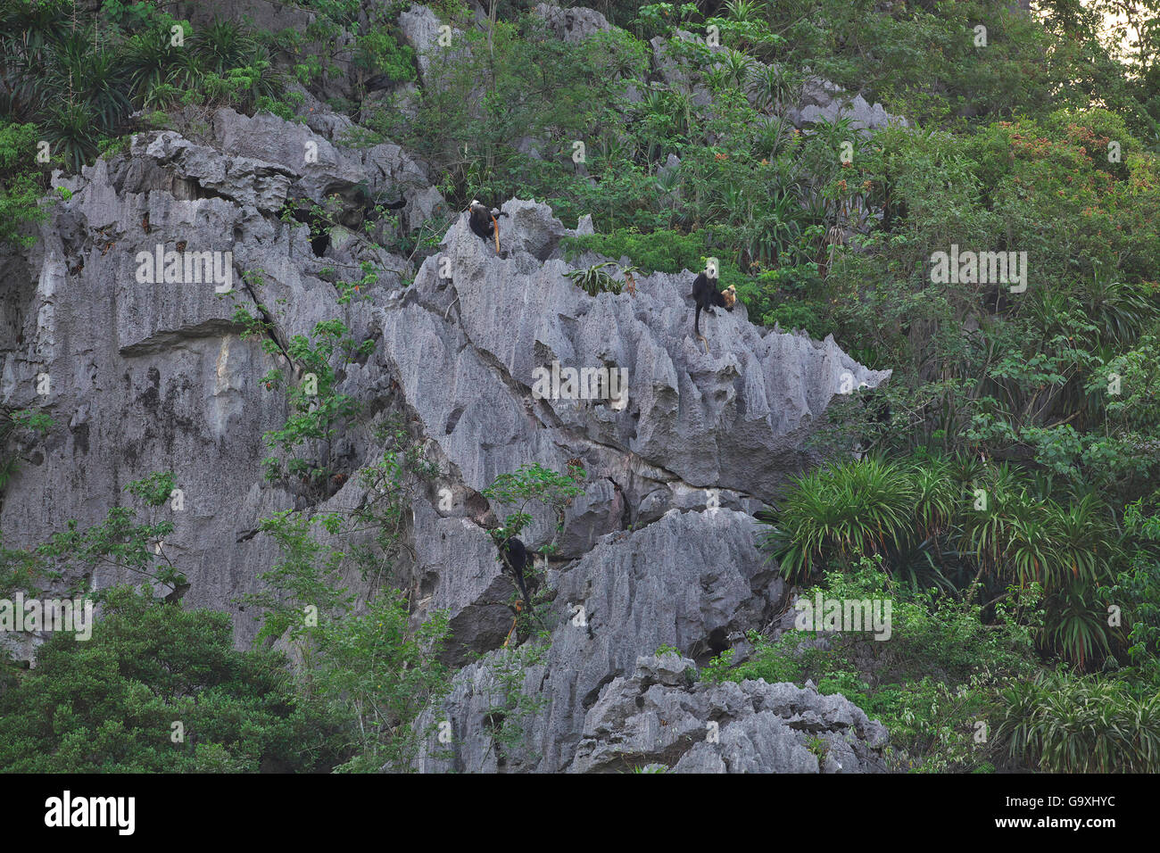 Unter schwarzen langurs (Trachypithecus poliocephalus leucocephalus) Gruppe auf Felsen, Guangxi Provinz, China, Juli. Kritisch gefährdeten Arten. Stockfoto