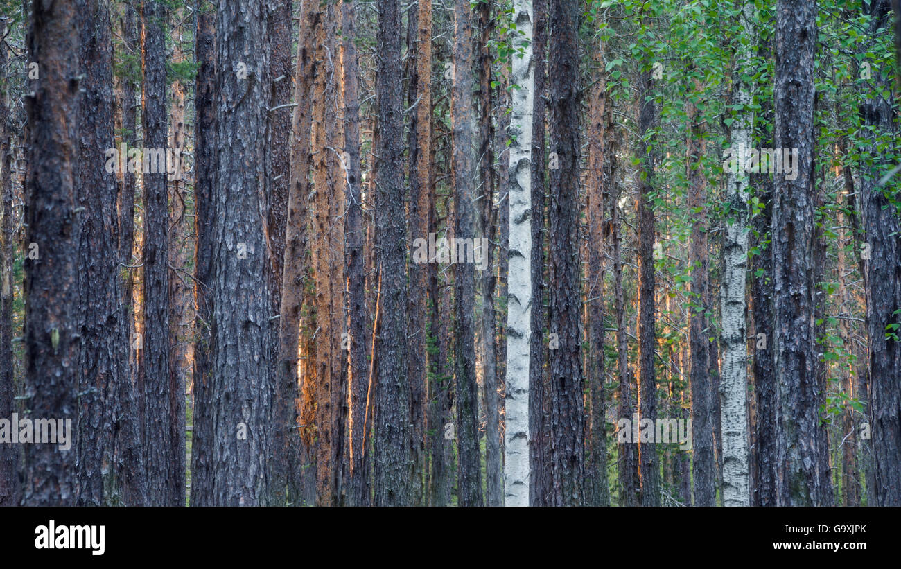 Kiefer (Pinus Sylvestris) und Berg-Birke (Betula Pubescens), Muddus Nationalpark, Laponia, Lappland, Schweden, Juni. Stockfoto