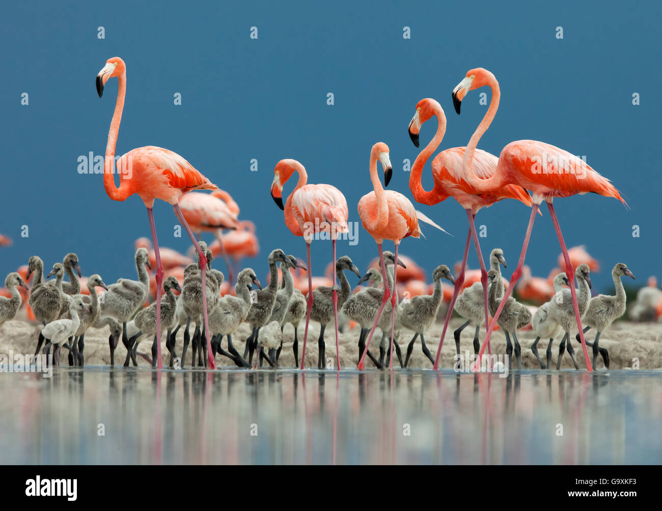 Karibik Flamingo (Phoenicopterus Ruber) Erwachsene Bewachung Küken, Ria Lagartos Biosphären-Reservat, Halbinsel Yucatan Mexiko, Juni Stockfoto