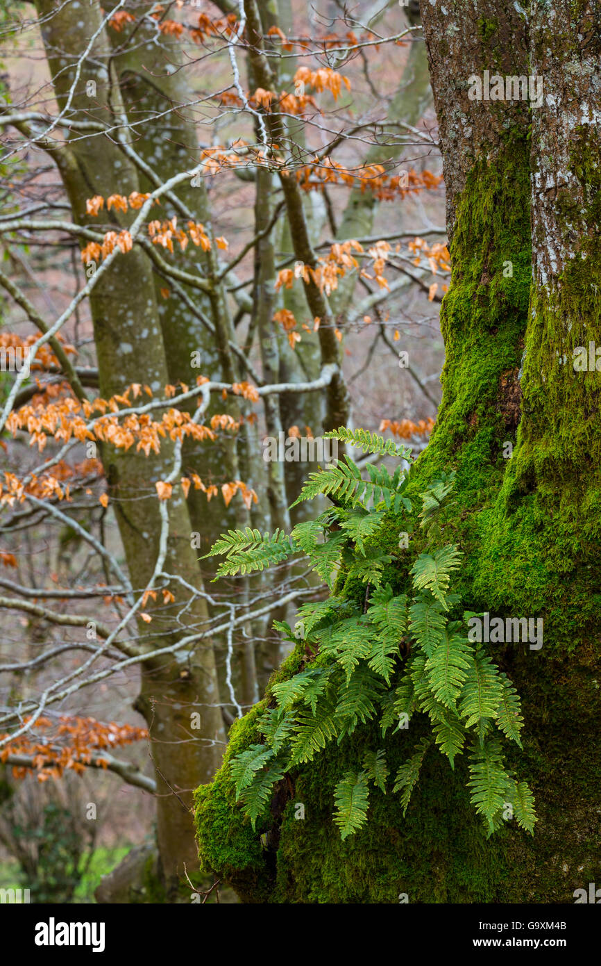 Farne wachsen am Fuß des Baumes in Buchenwald, Gorbeia Naturpark, Bizkaia, Baskenland, Spanien, März. Stockfoto