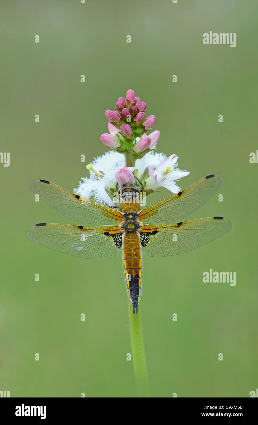Vier spotted Chaser (Libellula Quardrimaculata) Montiaghs Moss NNR, Aghalee, County Antrim, Nordirland, Juni. Stockfoto