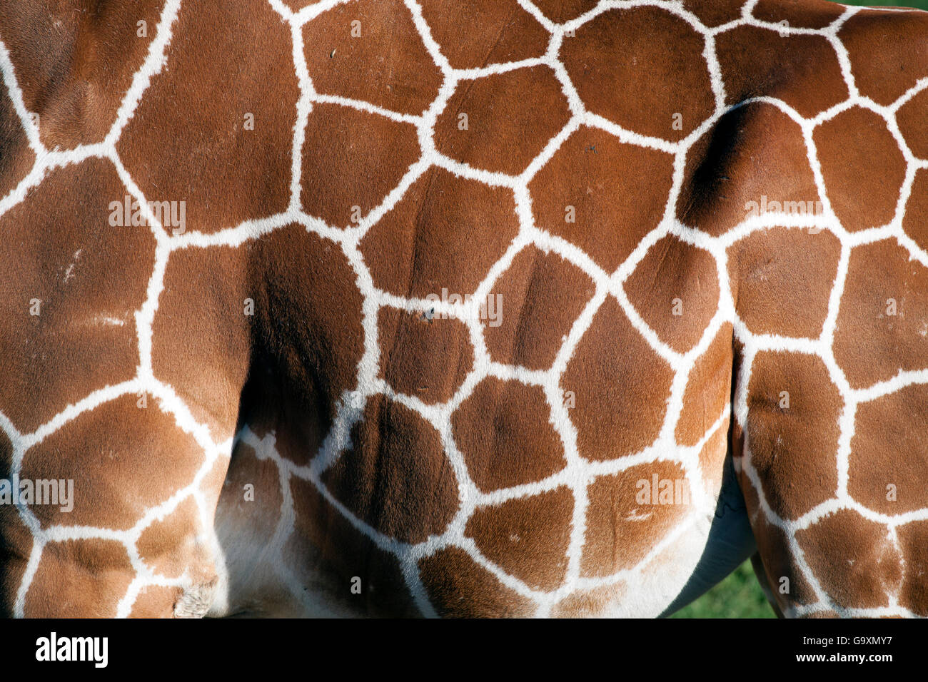 Muster-Giraffen-print Stockfoto, Bild: 109381307 - Alamy