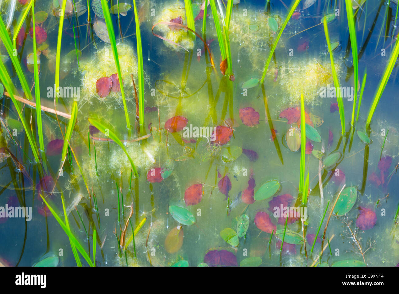 Laub im Teich mit Wasserpflanzen, Dänemark, Europa, September. Stockfoto